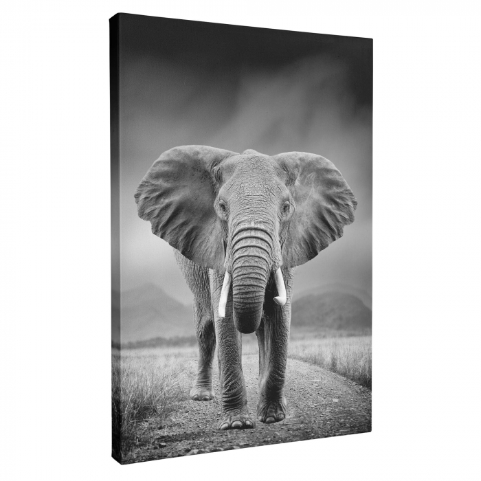 Tablou decorativ, Intaglio, neinramat, print pe hartie foto Fine Art, Alb Negru, Elefantportret animale salbatice, pentru camera living [5]