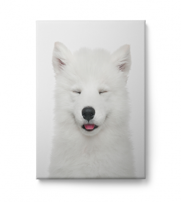 Tablou decorativ, Modern, Animale, Lup alb, pentru hol [2]