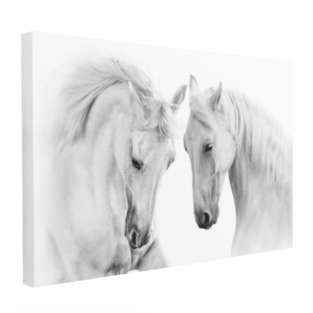 Tablou canvas, Cai albi, modern, pentru living [1]