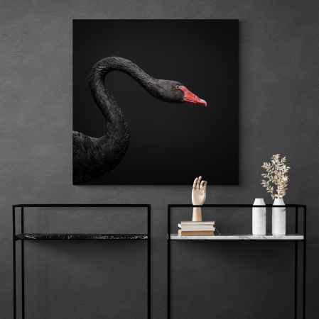 Tablouri Animale si Pasari - Tablou canvas, modern, Animale, Lebada negra, pentru hol, living