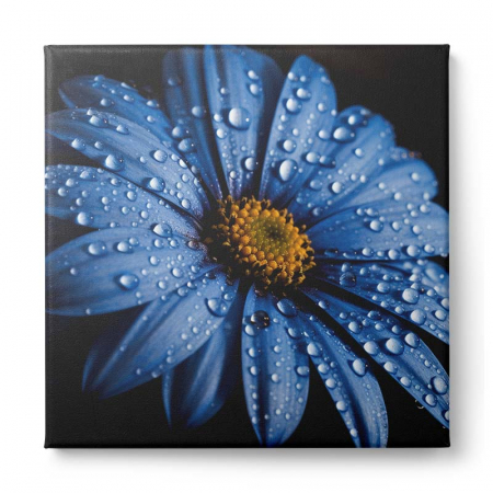 Tablou canvas, modern, cu flori, margareta albastra pe fundal negru, pentru dormitor [1]