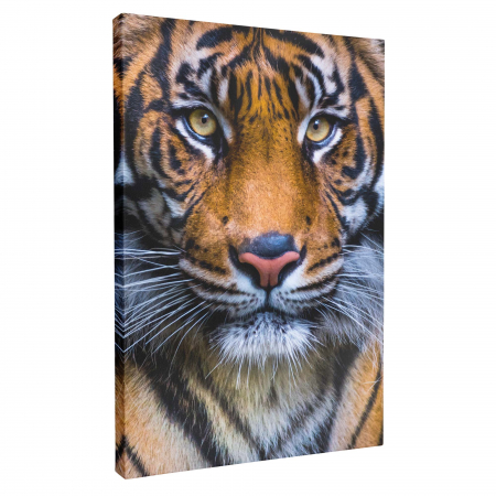 Tablou canvas modern cu Tigru, pentru living, dormitor [1]