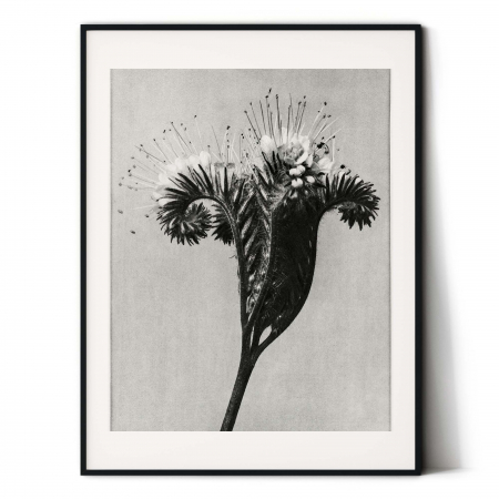 Tablou decorativ, Intaglio, Modern, alb negru, Flori ornamentale, print pe hartie foto Fine Art, neinramat, pentru dormitor, baie, hol [1]