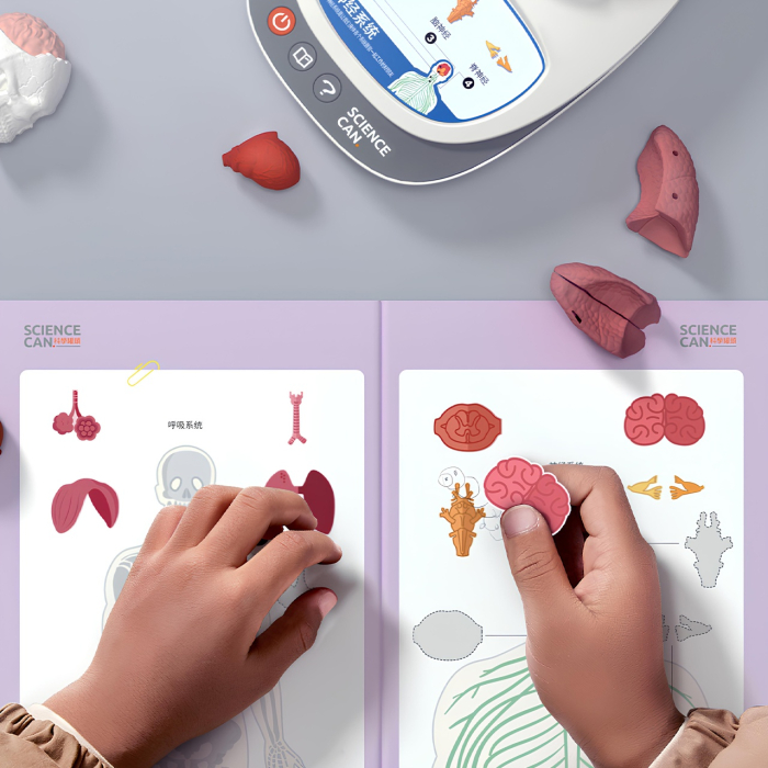 Joc STEM Anatomia umana, TopBright [3]