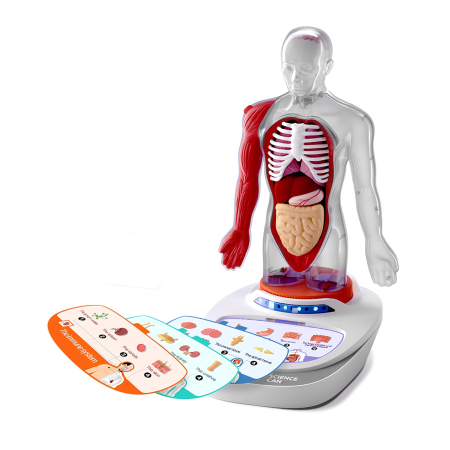 Joc STEM Anatomia umana, TopBright [4]