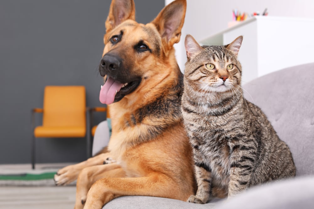 Nutriția animalelor de companie senioare: Adaptarea dietelor pentru câini și pisici îmbătrâniți.