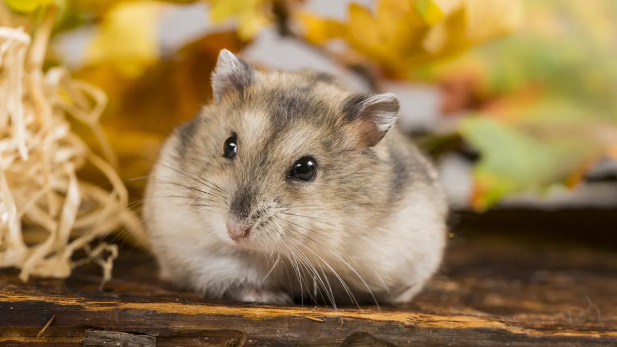Cresterea hamsterilor