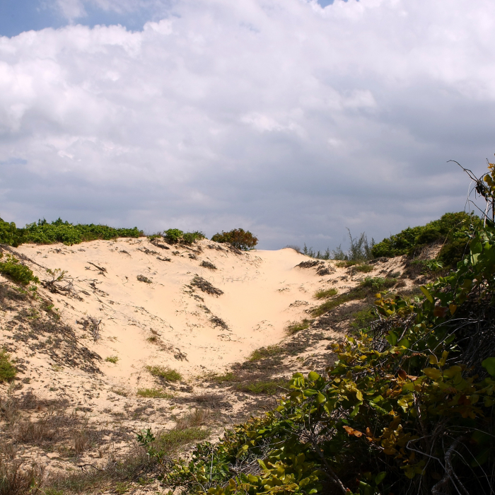 JBL TerraSand natur-yellow [5]