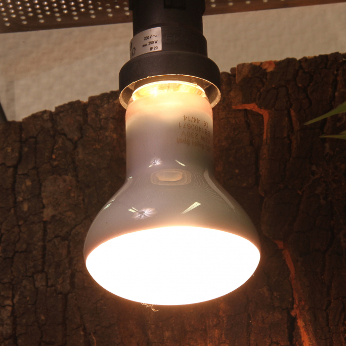JBL ReptilSpot Halodym [4]