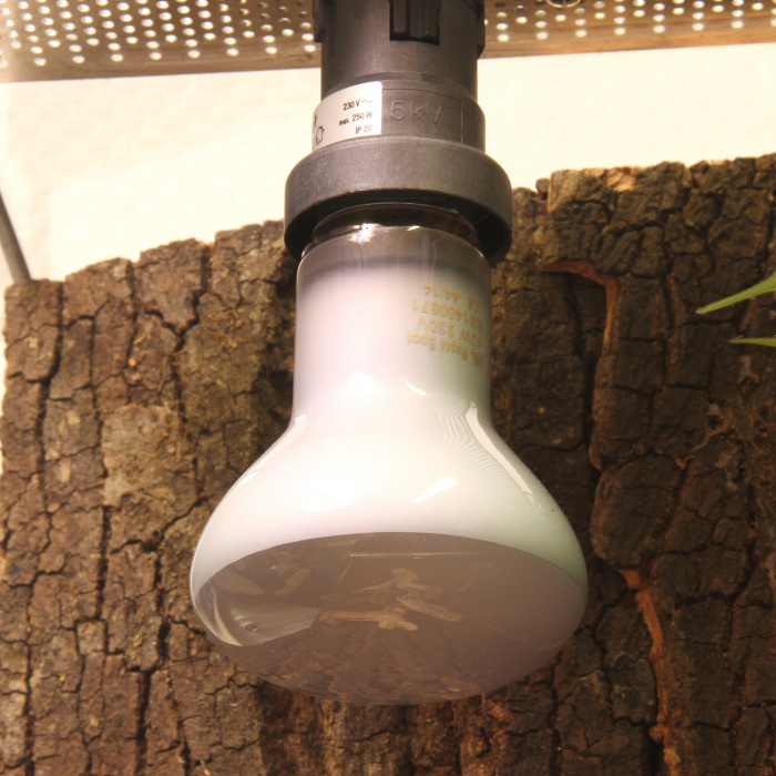 JBL ReptilSpot Halodym [3]