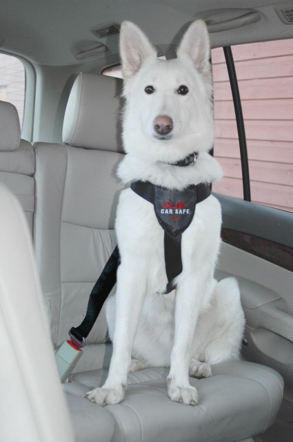 Centura siguranta pentru caine,The Company Of Animals Car Safe [2]