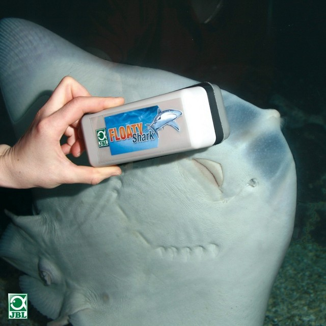 JBL Floaty Shark [6]
