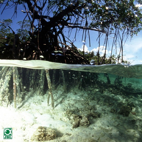 JBL Mangrove [2]