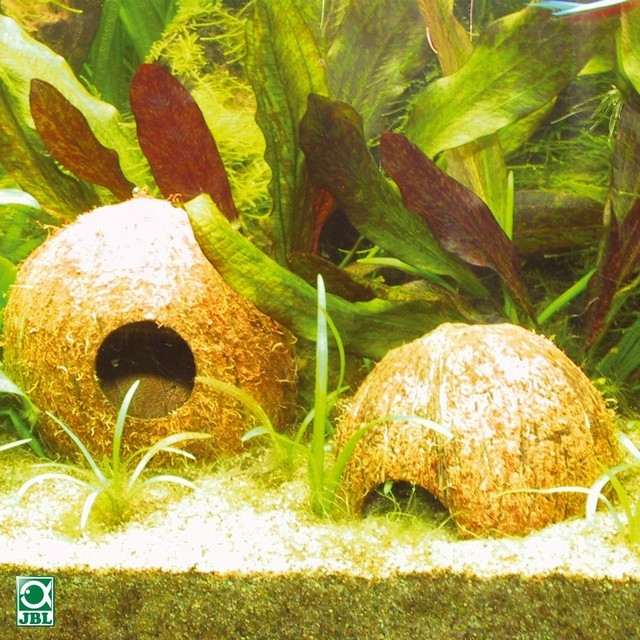 JBL Cocos Cava [5]