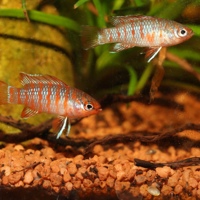 JBL ProNovo Cichlid Grano S [8]