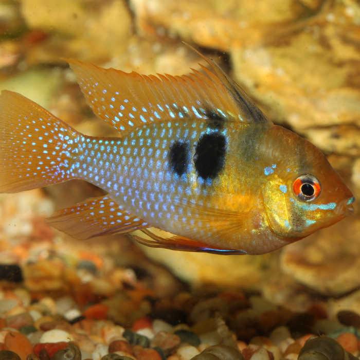 JBL ProNovo Cichlid Grano S [5]