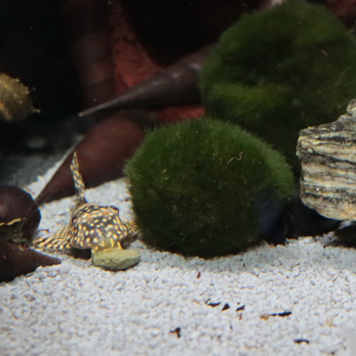 JBL ProNovo Pleco Wafer M [11]