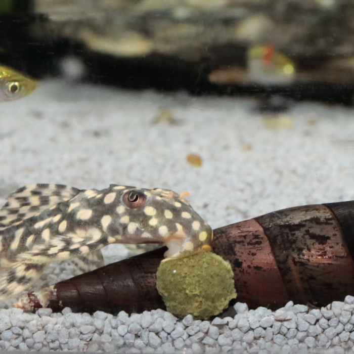 JBL ProNovo Pleco Wafer M [10]