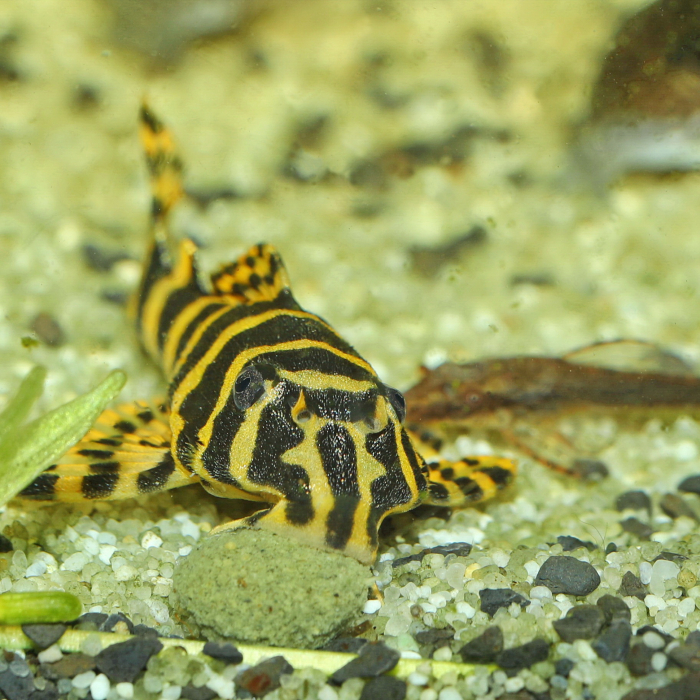 JBL ProNovo Pleco Wafer M [9]