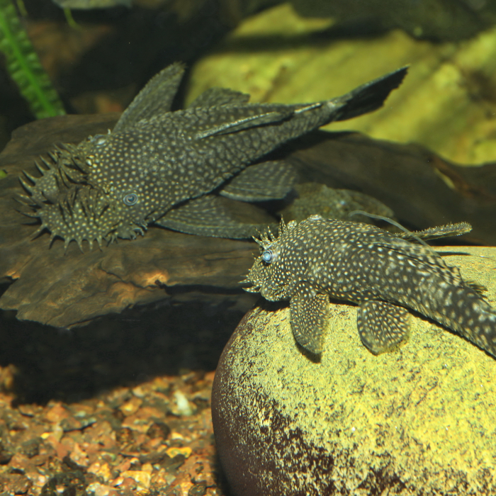 JBL ProNovo Pleco Wafer XL [6]