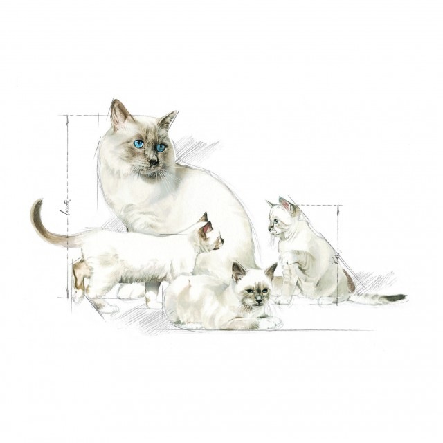 Royal Canin Babycat Milk [2]