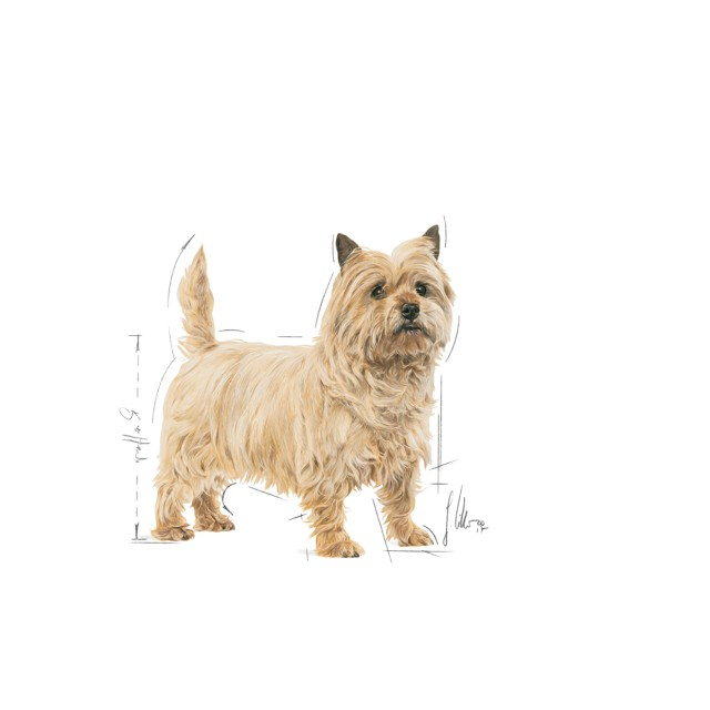 Royal Canin Light Weightcare Pouch [3]