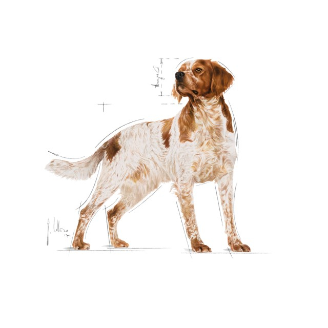 Royal Canin Medium Adult umeda [9]