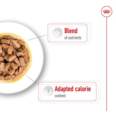 Royal Canin Mini Ageing [6]