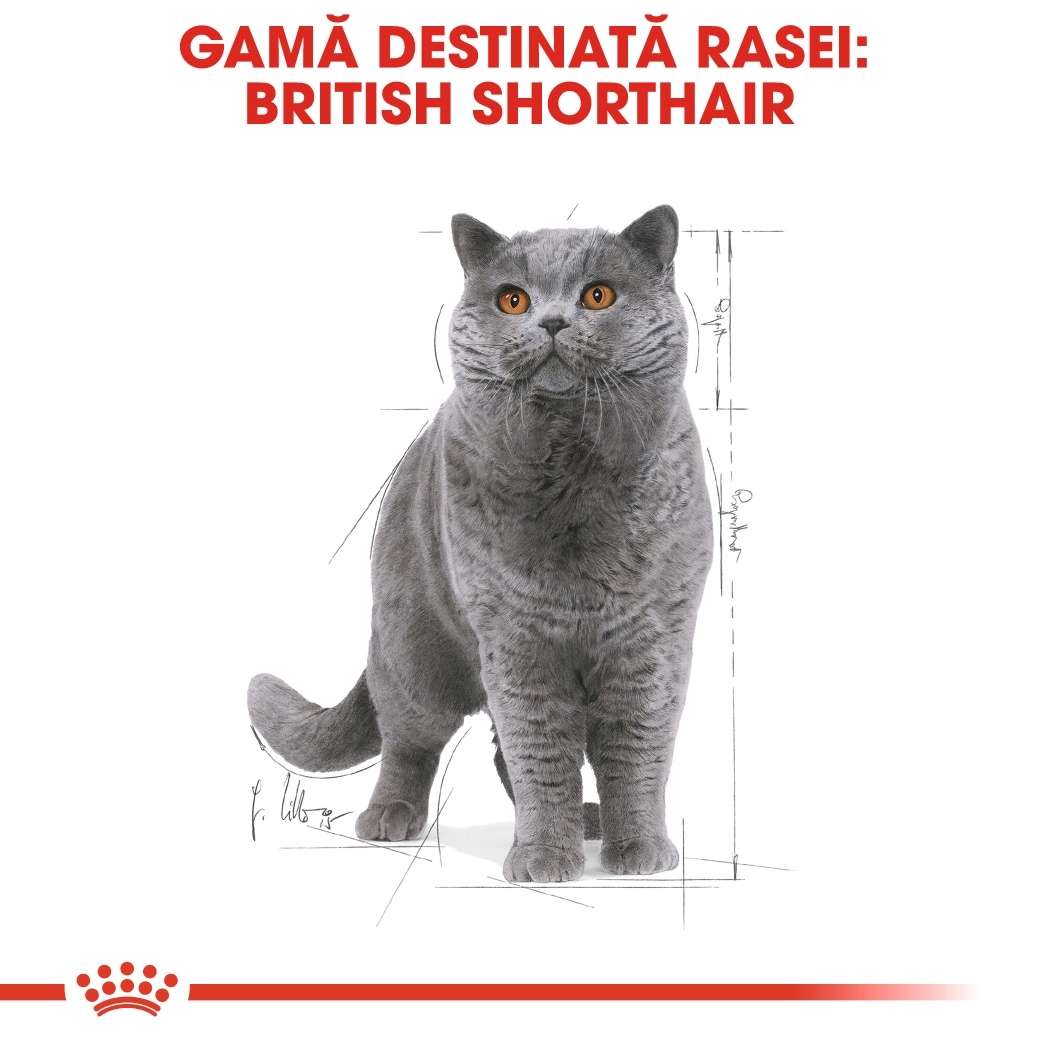 Royal Canin British Shorthair Pouch [9]