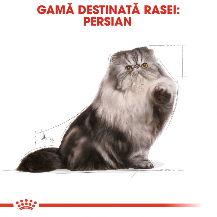 Plic Royal Canin Persian [8]