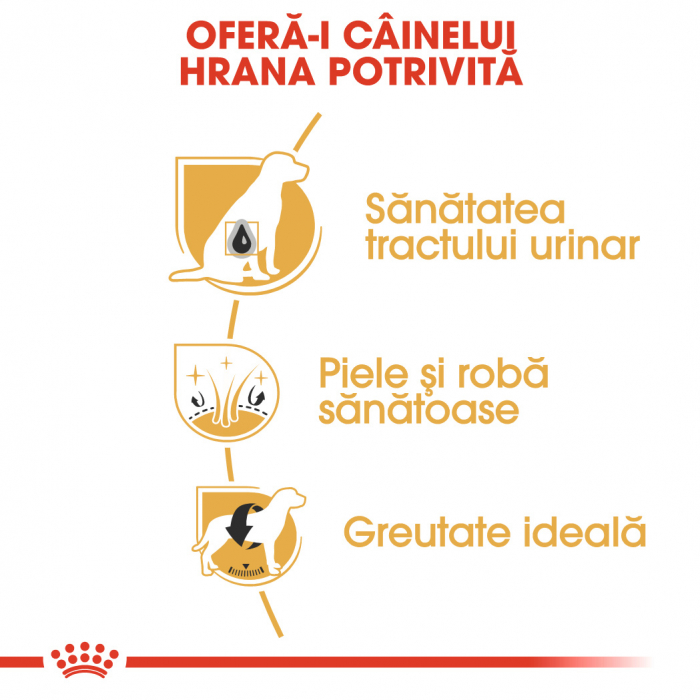 Royal Canin Bichon Frise Adult [3]