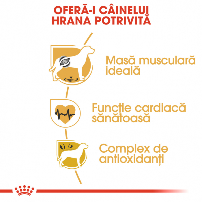 Royal Canin Boxer Adult [3]