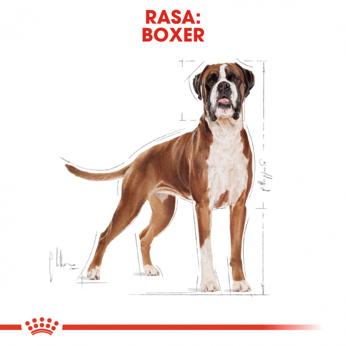 Royal Canin Boxer Adult [6]