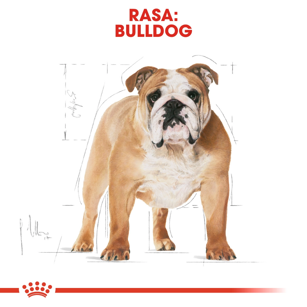 Royal Canin Bulldog Adult [7]