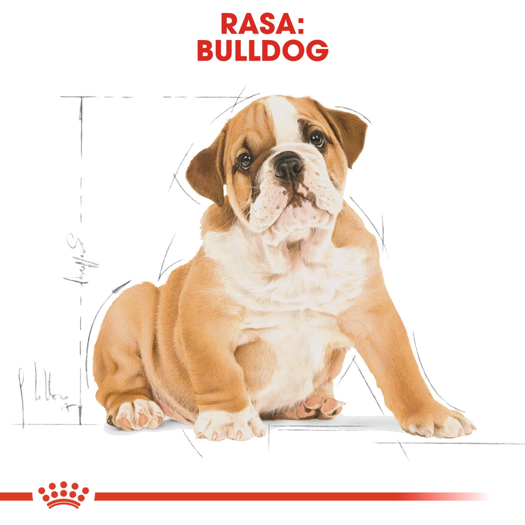 Royal Canin Bulldog Puppy [6]