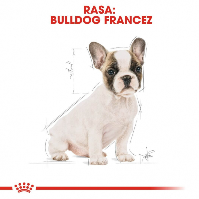 Royal Canin French Bulldog Puppy [8]