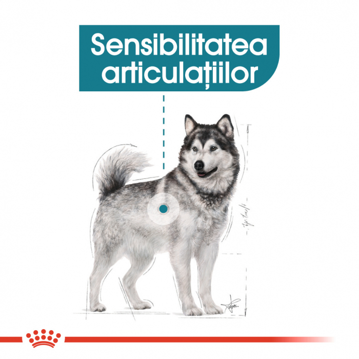 Royal Canin Maxi Joint Care [8]