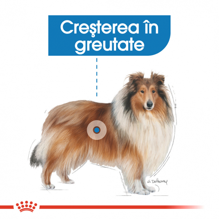Royal Canin Maxi Light Weight Care [7]