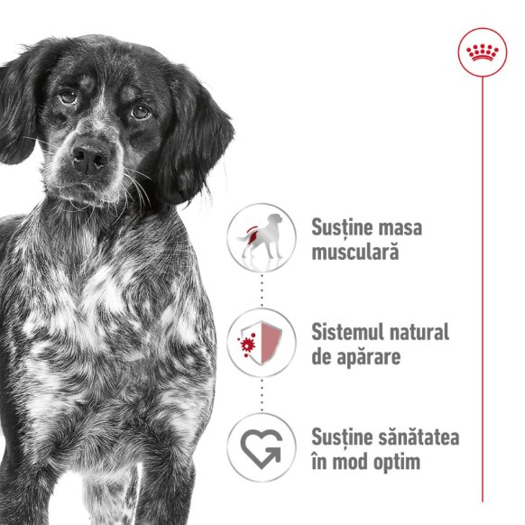Royal Canin Medium Adult [5]