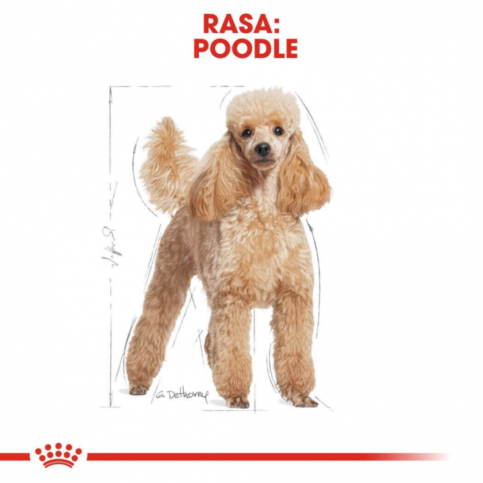 Royal Canin Poodle, 1.5Kg [7]