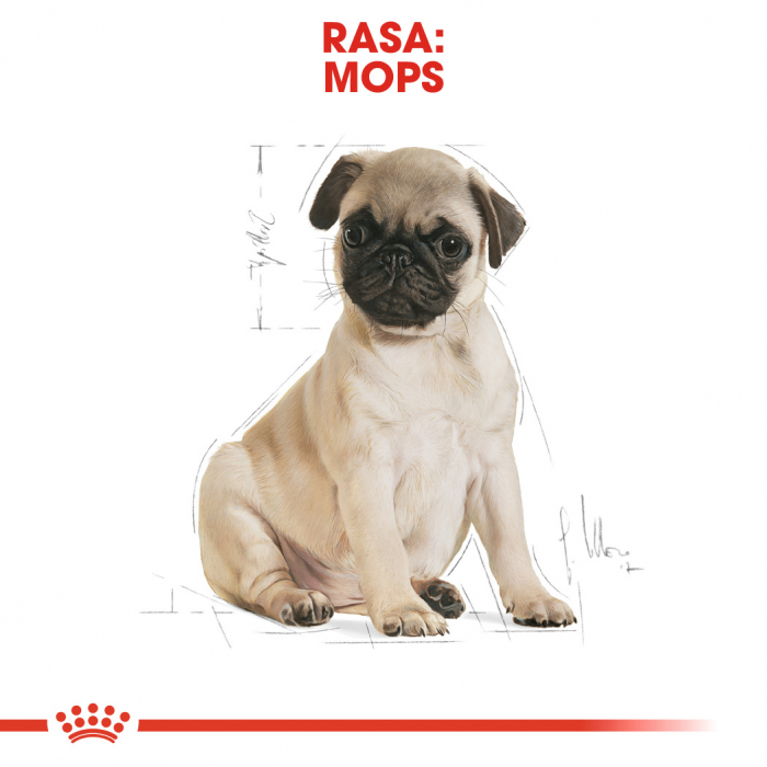 Royal Canin Pug Puppy 1,5 kg [8]