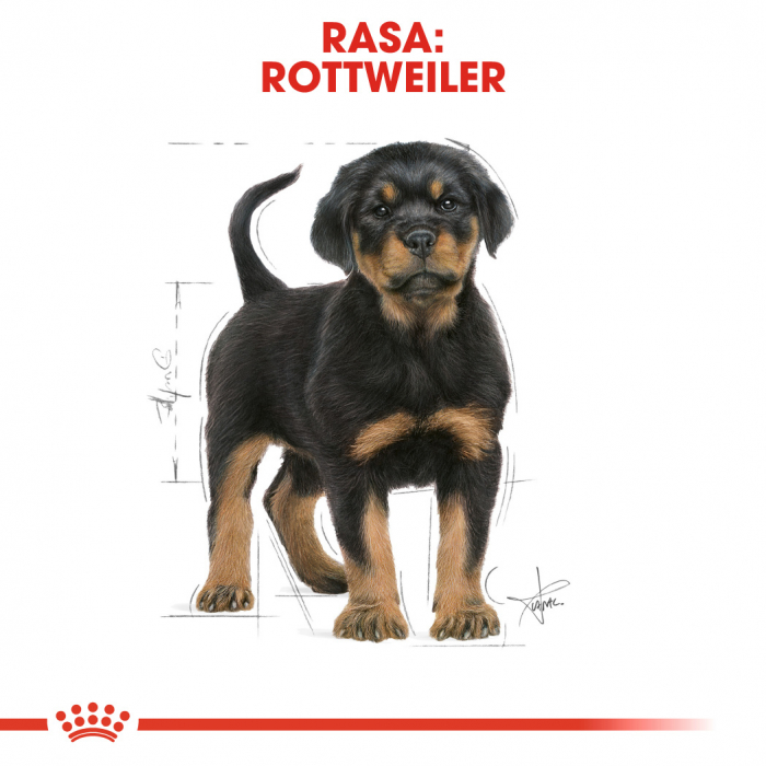 Royal Canin Rottweiler Puppy, 12 Kg [8]