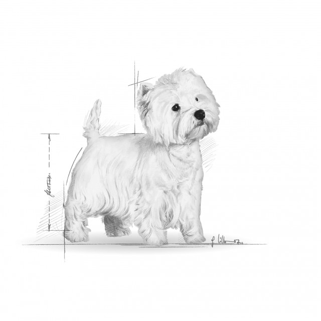 Royal Canin Westie Adult [2]