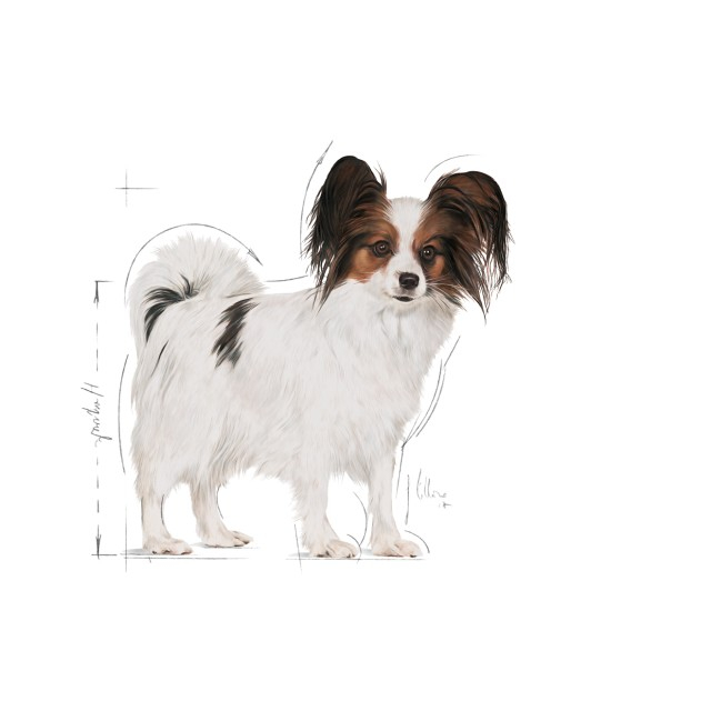 Royal Canin X-Small Adult [4]