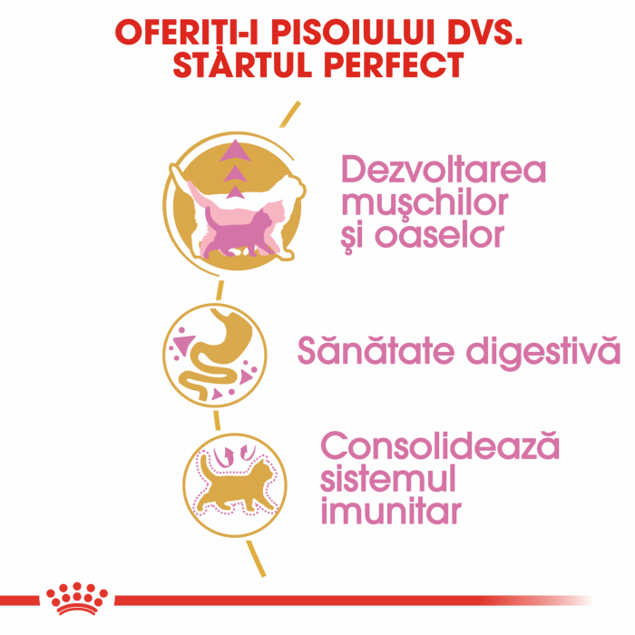 Royal Canin British Shorthair Kitten [4]