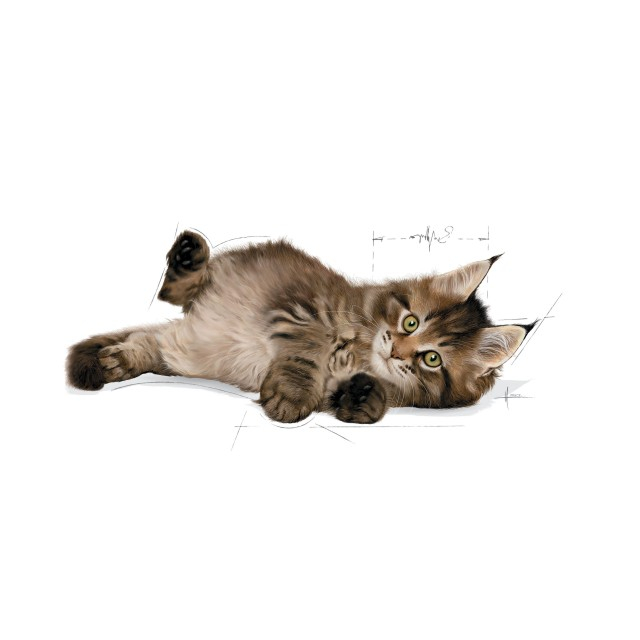Royal Canin Maine Coon Kitten [6]