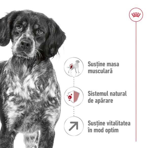 Royal Canin, Medium Adult 7 Plus Senior [4]