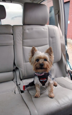 Centura siguranta pentru caine,The Company Of Animals Car Safe [1]
