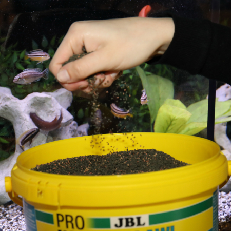 JBL ProNovo Malawi Grano M [3]