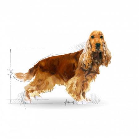 Royal Canin Cocker Adult [2]